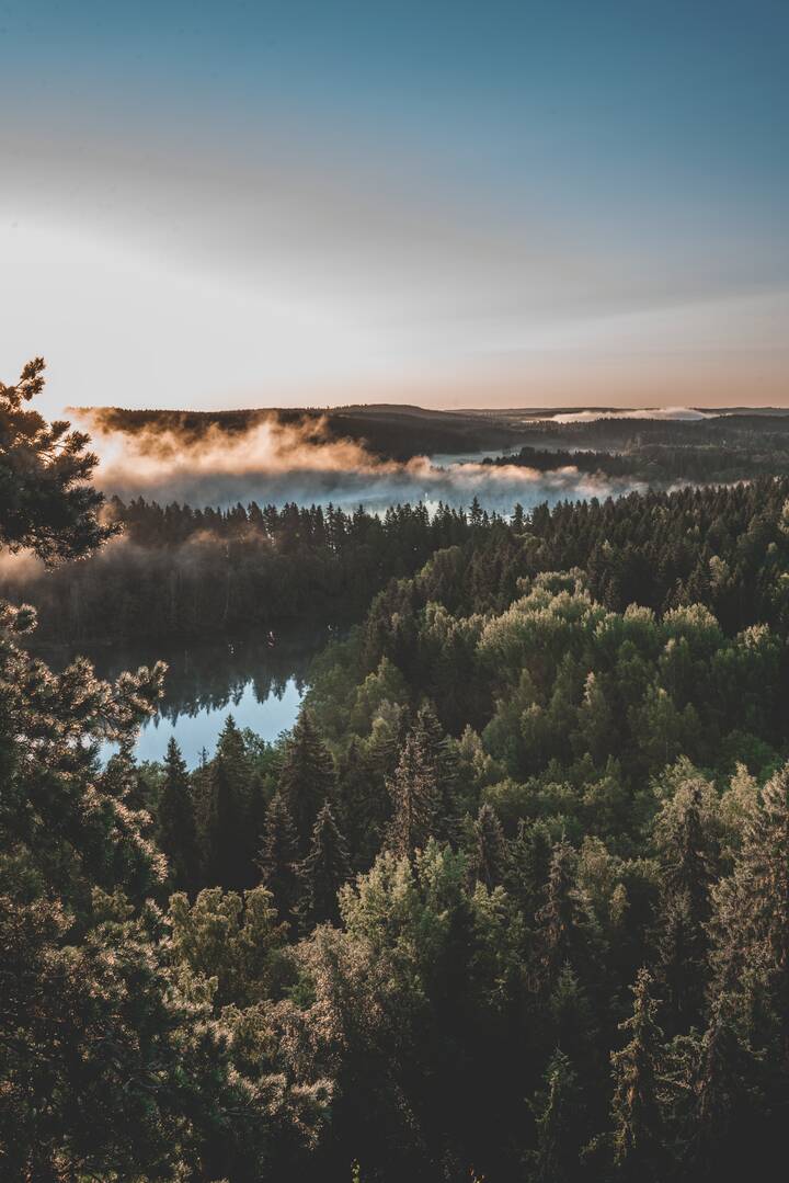 luftaufnahme eines nadelwaldes der von kleinen seen durchzogen ist. leichte nebelschwaden ziehen im morgenlicht über den wald